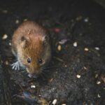 Un Exterminateur de Nuisibles Avant d'Emménager dans Votre Maison : Pourquoi et Comment Faire ?