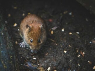 Un Exterminateur de Nuisibles Avant d'Emménager dans Votre Maison : Pourquoi et Comment Faire ?