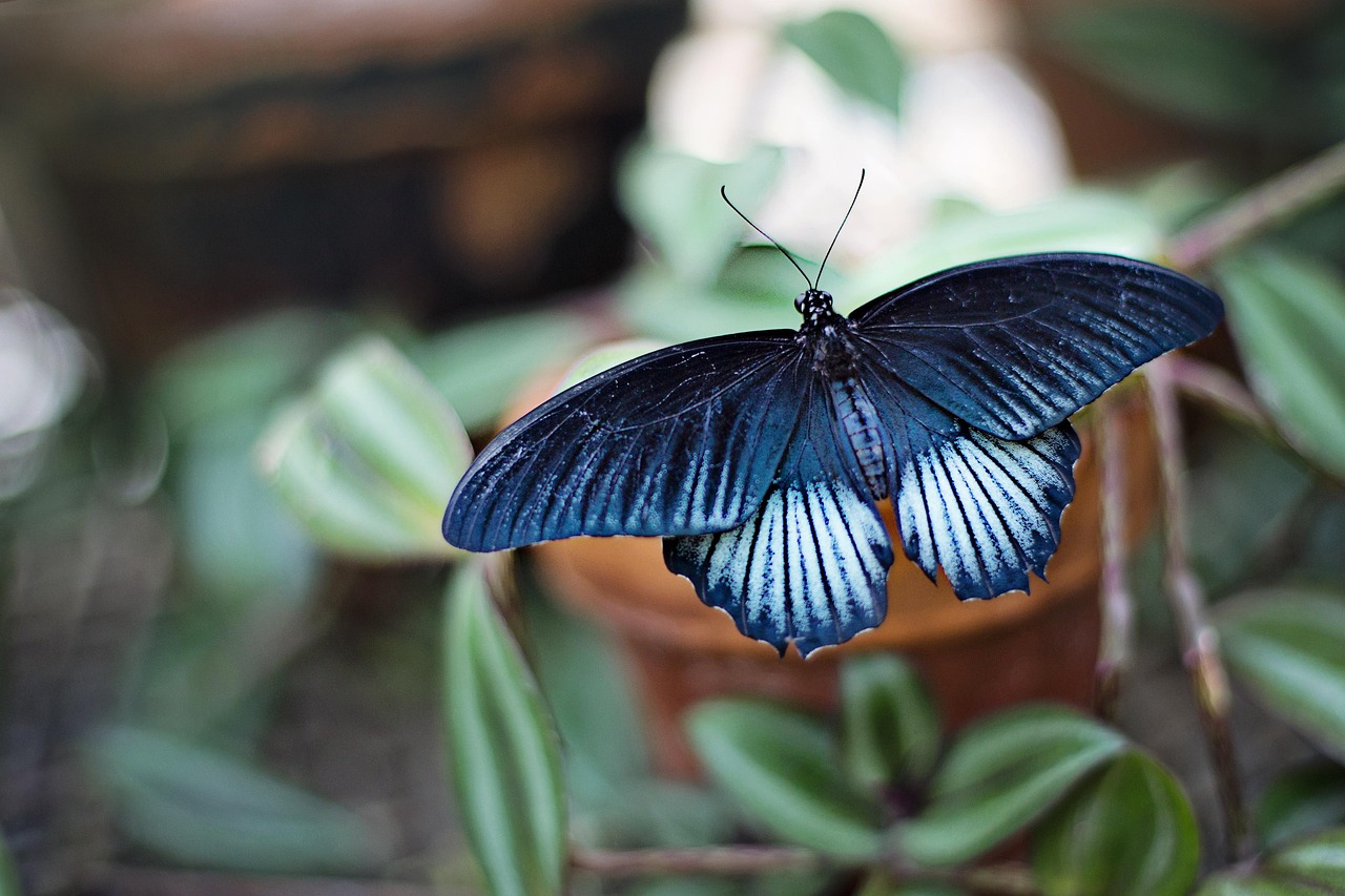 découvrez l'univers enchanteur des jardins : conseils d'aménagement, idées de décoration, choix de plantes et astuces d'entretien pour créer un espace extérieur accueillant et harmonieux.