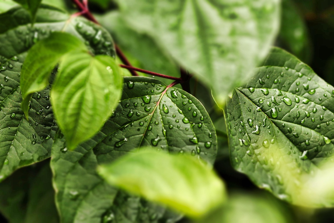 découvrez des solutions et astuces éco-friendly pour adopter un mode de vie respectueux de l’environnement. passez au vert avec des conseils pratiques, des produits durables et des initiatives écologiques adaptées à votre quotidien.