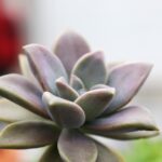 découvrez comment créer un jardin facile à entretenir grâce à nos conseils pratiques et idées inspirantes pour profiter d’un espace vert sans effort toute l’année.