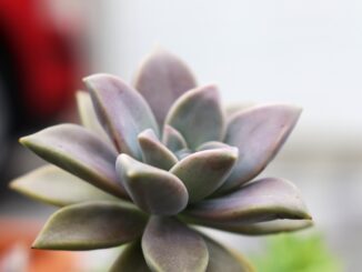 découvrez comment créer un jardin facile à entretenir grâce à nos conseils pratiques et idées inspirantes pour profiter d’un espace vert sans effort toute l’année.