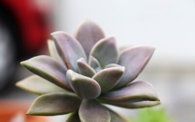 découvrez comment créer un jardin facile à entretenir grâce à nos conseils pratiques et idées inspirantes pour profiter d’un espace vert sans effort toute l’année.