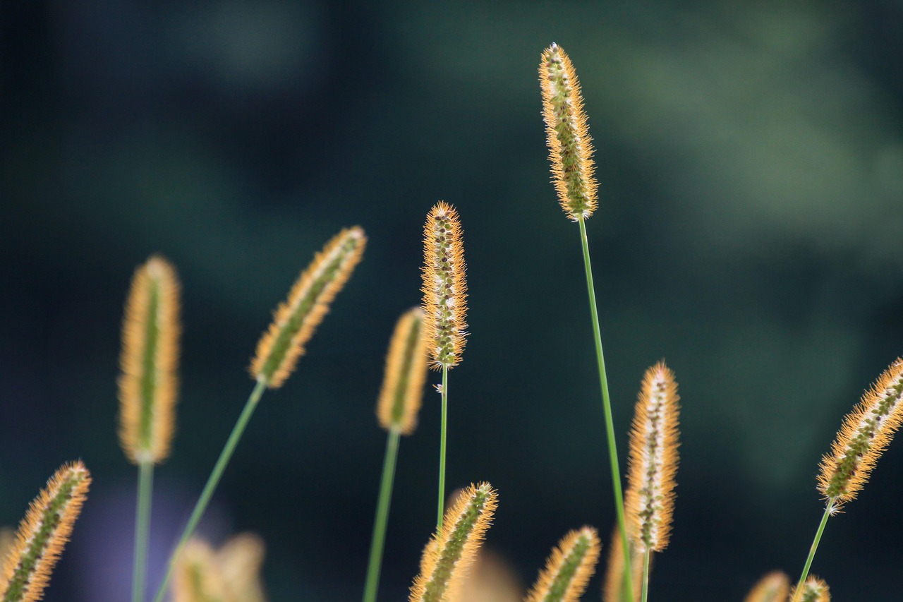 découvrez les nettoyants naturels : des solutions écologiques et efficaces pour entretenir votre maison en respectant votre santé et l'environnement.
