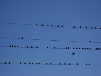 découvrez tout sur le partitioning, une méthode essentielle pour organiser et optimiser la gestion des données dans vos systèmes informatiques ou bases de données, afin d'améliorer les performances et l'accessibilité.